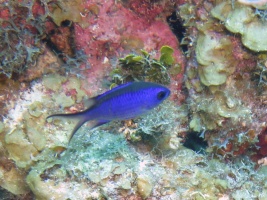 021 Blue Chromis IMG 5330